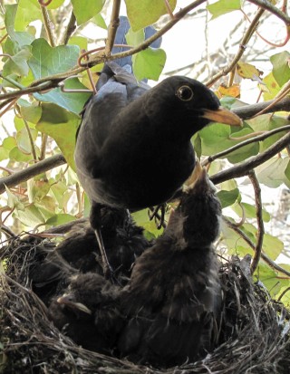 Amselhahn-über-dem-Nest-mit-Amselküken-netgents-Fotodoku-Amselnachwuchs-der-#amselcam&#blackbirdcam