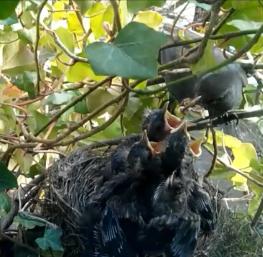 Sreenshot-Superstars-der-Amselkinder-netgents-#amselcam&#blackbirdcam