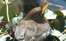 Verlinkt auf Fotodokumentation eines Amselnestes mit Amselkükenfütterung und Bildern aus nächster Nähe Amselweibchen-Gelege-copyright-kilian-tribbeck-netgent-de