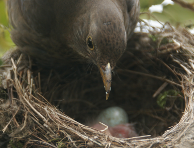 Amselbabies-Nestcheck-Eierschalenentsorgung-turdus merula-Amselweibchen-heimischer-Singvogel-Amselküken-Amselnachwuchs-Amselbabies-copyright-Kilian-Tribbeck-Redaktionsservice SEO Text Translation Munich- Online Media Marketing made in Germany
