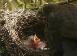 Amselbabies Fütterung-Gierhälse der kleinen Amselküken ragen aus Amselnest heraus- copyright-Kilian-Tribbeck-netgent-de-SEO-Text-Translation-Munich