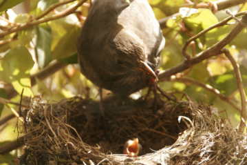 Video Amselweibchen-füttert-Amselbabies Amselweibchen-Fütterung-der-Amselbabies-Video-auf-yotube-copyright-Kilian-Tribbeck-Redaktionsservice-SEO-Text-Translation-Munich-Kilian-Tribbeck-netgent-de
