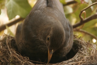Amselweibchen_MG_6826-AW-Nestcheck-Eiercheck-Kilian-Tribbeck-small