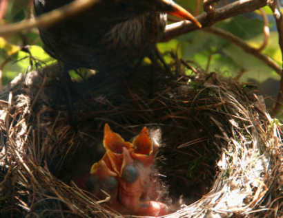 Fotodoku Amselnachwuchs - Langzeit Fotodokumentation von Kilian Tribbeck über Amselnachwuchs - Vom Nestbau über Aufzucht und Fütterung von Amseln bis zur Nestflucht der turdus merula aus nächster Nähe dokumentiert Fotodoku Amselnachwuchs - Langzeit Fotoddokumentation über Nestbau Brüten und Füttern von Amseln turdus merula von Kilian Tribbeck Fotojournalist in München
