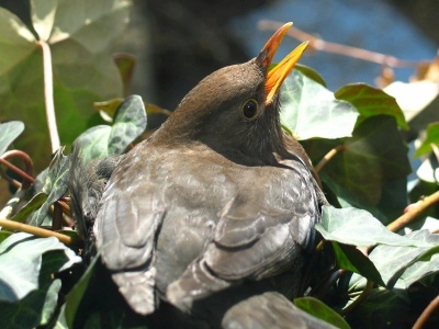 Bereits vor zehn Jahren hatte ein Amselweibchen sein Nest im Blumenkasten vor meinem Küchenfenster gebaut. In dem Amselnest, bzw. Amselgelege hatte sie fünf Amselküken groß gezogen Foto Amselweibchen-Nestbau-Kilian-Tribbeck-Fotodokumentation-Amselnestbau-Redaktionsservice-SEO-Text-Translation-Munich-Übersetzungsservice-Englisch-München-Online-Medien-Marketing