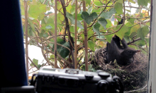 Amselweibchen-Nestbau &copy; Kilian Tribbeck Redaktionsservice SEO Text Translation Munich Übersetzungsservice Englisch München