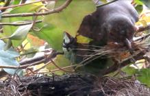 Videopic-Amselweibchen-Nestbau-Fotodokumentation-Kilian-Tribbeck-Redaktionsservice-SEO-Text-Translation-Munich-Online-Medien-Marketing-Kilian-Tribbeck